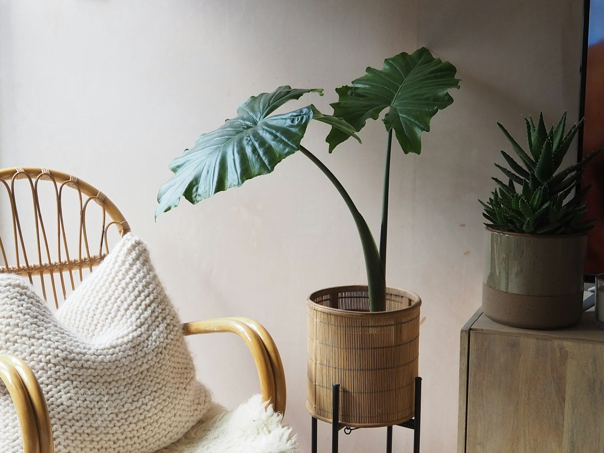 A beautiful house plant in a minimalistic home setting