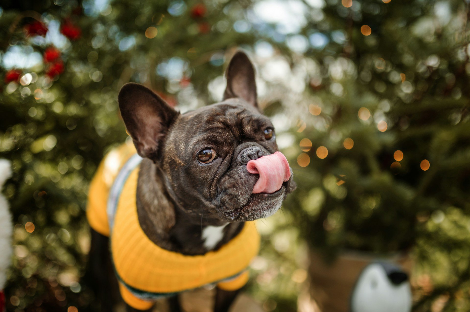 Very cute French bulldog