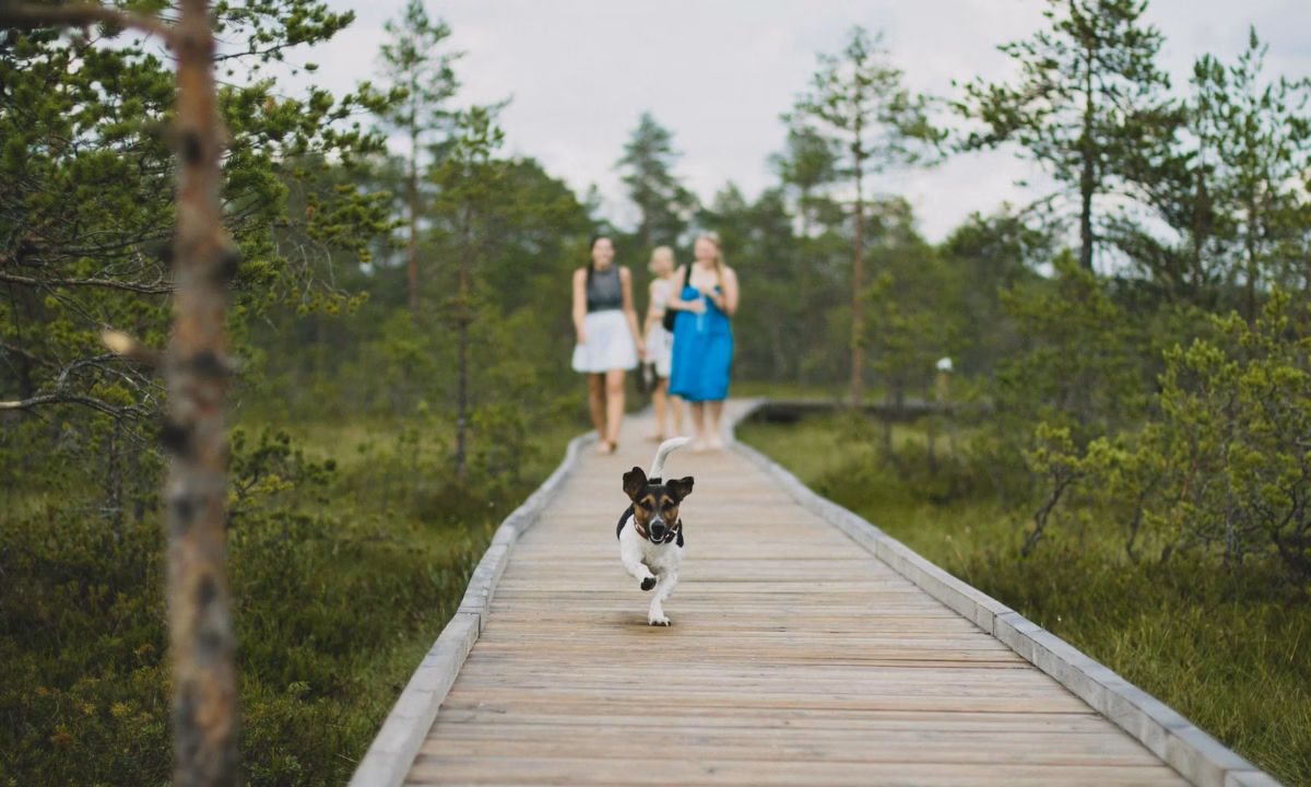 A small dog runs ahead of three women on a wooden walkway, acting as their neighborhood guide