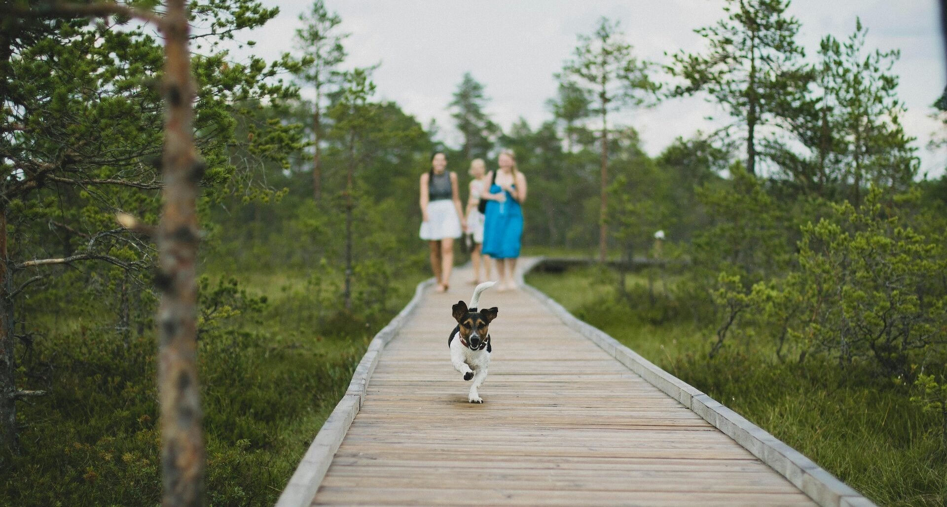 A small dog runs ahead of three women on a wooden walkway, acting as their neighborhood guide